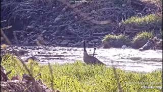 Decorah Goose Cam - Decorah, Iowa, USA, explore.org, April 26, 2023 (2)