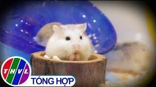 THVL | Nuôi chuột hamster: Làm cảnh hay nuôi bệnh trong nhà