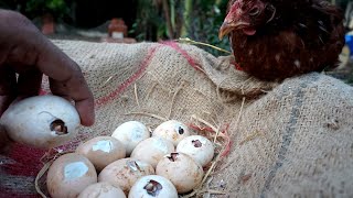 Hen Harvesting Eggs To chicks