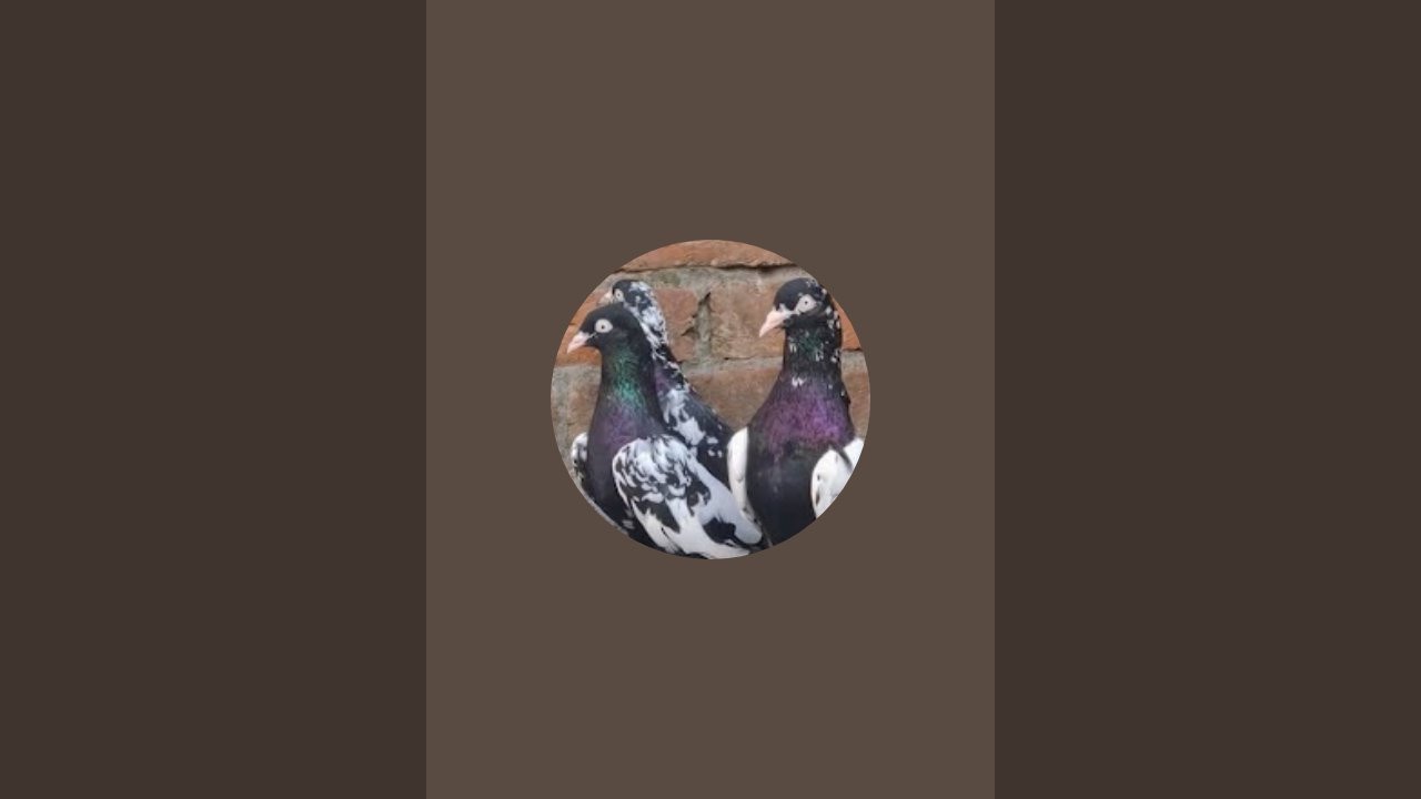 Ss Kabutar bazz  is live 200 subscriber complete karna hai