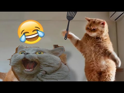 lFunny Dogs And Cats Videos 😅 - Funniest Animals Videos 2023😇/Houston ...