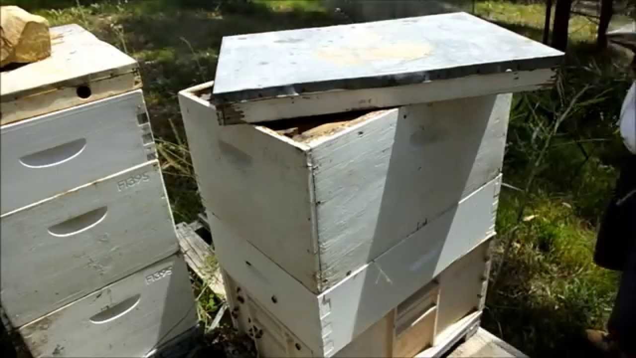 Adding Honey Supers YouTube