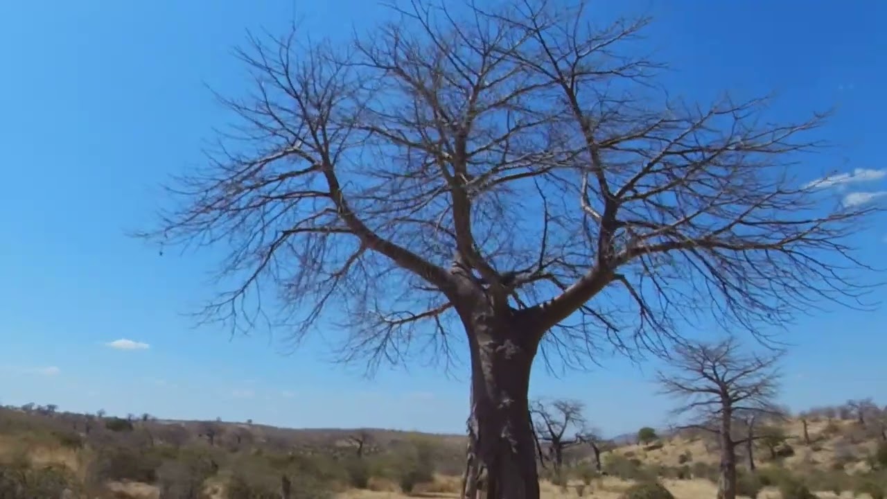 Ruaha National Park - Landscape