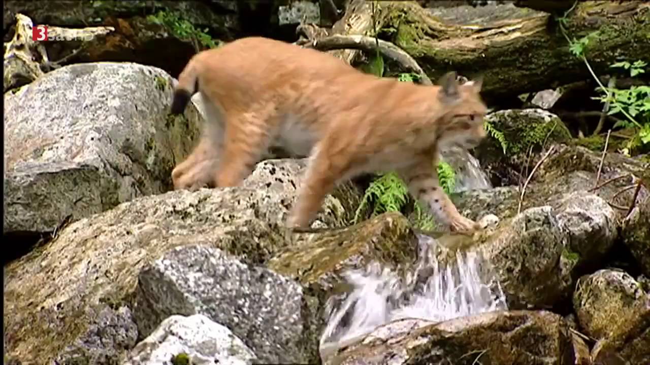 Zauberberge - Die Wildnis der Hohen Tatra