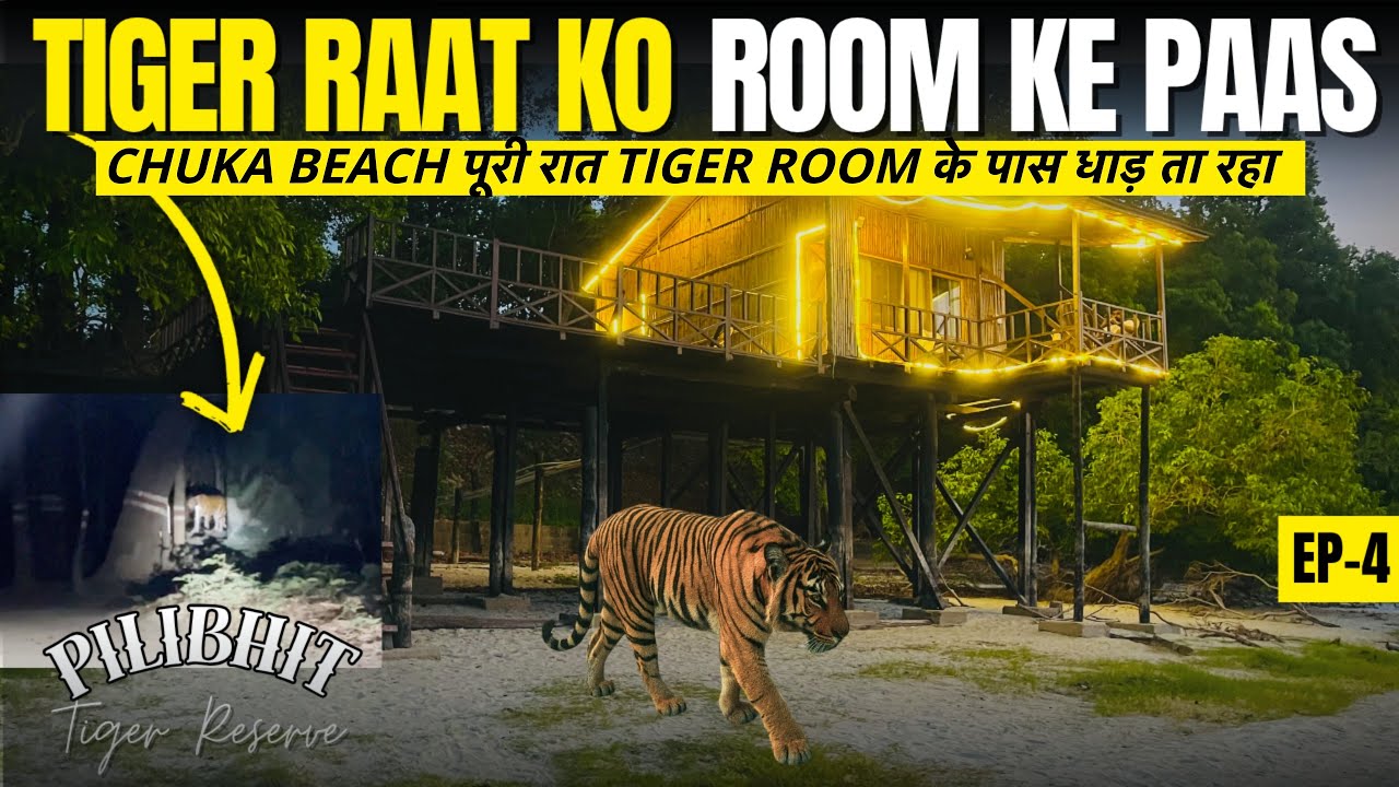 TIGER रात को WATER HUT के नीचे आया - खतरनाक रात जंगल के बीच In Chuka Beach Pilibhit Tiger Reserve