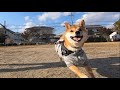 【柴犬】ママのおいでには素直に応えるりんご郎