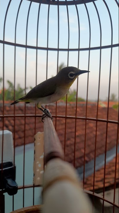 pleci auriventer belajar ngalas ngerol