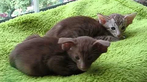 Video 807591: siamese oriental kittens, siamese oriental cats, cats devon, colour cat