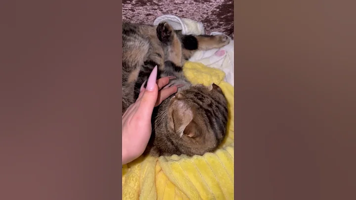 Watch the video about Scottish fold cat sleeping 🐱#pet #scottishfold