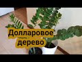 Замиокулькас или Долларовое дерево ✅ Мои любимки 🌿