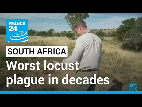 South Africa locusts: Farmers battling worst plague in decades • FRANCE 24 English