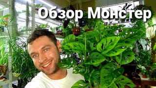 Обзор Монстер / Мечты цветанутого сбылись/