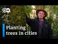 Can trees stop climate change? | DW Documentary