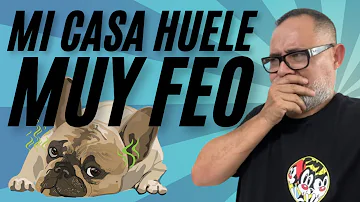 ¿Cómo hacer para que no huela a perro?