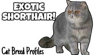Exotic Shorthair! - Cat Breed Profiles -