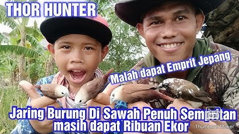 #hamapadi  # #emprit #Jaring Burung Di Sawah Penuh Sempritan Tapi Masih Bisa Poin Ribuan Ekor Eps1