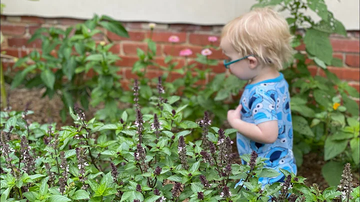 Whats in bloom? August  Garden Tour | cut flower g...