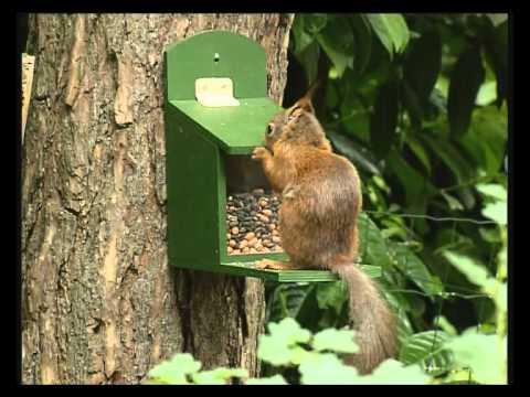 Vogels, natuurfilm