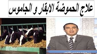 اعراض و علاج الحموضة فى الابقار و الجاموس