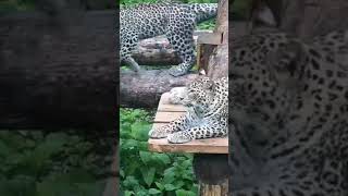 #позитив Котята из Центра восстановления леопарда на Кавказе устроили догонялки #веселаясемейка