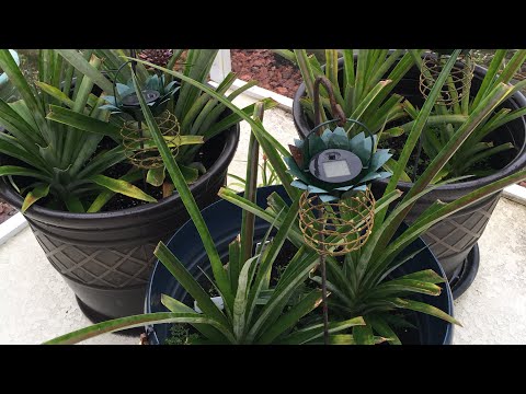 파인애플 식물의 가지치기, 다듬기 및 돌보기 | 화이트 슈가로프 & 골드 파인애플