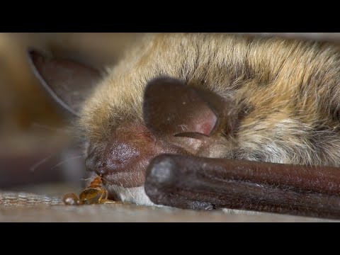 Fledermaus-Paarung: Liebe geht durch den Magen - YouTube