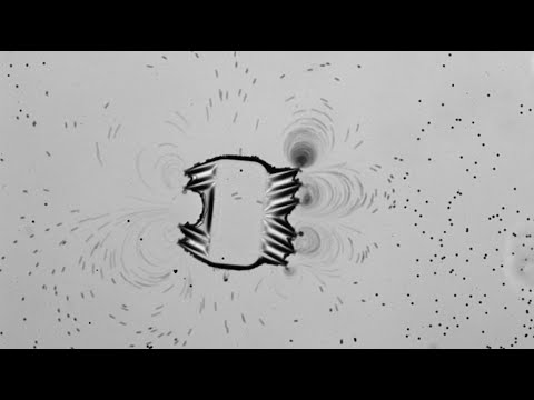 Dieser Mikroroboter ahmt einer Seesternlarve nach