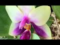 Обзор моих цветов на сентябрь, конец лета. Коллекция орхидей. Кактусы. Цветы в доме.