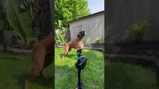 #animal #animalcontrol #boxerdog #boxer #sprinkler #cute #dog #funny #funnyshorts