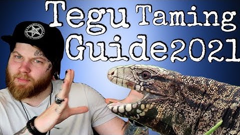 How To Tame An AGGRESSIVE Tegu [Tegu Taming Guide]