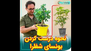 ویدیو پربازدید تیک تاکی مراحل ساخت بونسای شفلرا