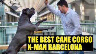THE BEST Cane Corso X-Man Barcelona