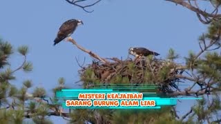 Misteri Keajaiban Sarang Burung Alam Liar | SI OTAN (01/05/24)