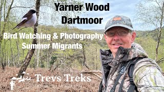 Yarner Wood Dartmoor Summer Migrants Bird Watching & Photography Canon R7 RF 100500 mm
