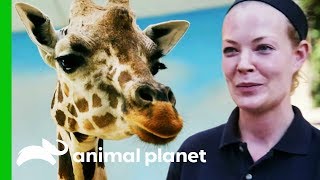 These Giraffes Need To Be Trained To Use Their New Chute | The Zoo