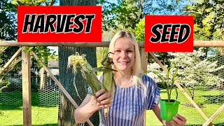 How To Grow Corn, From Seed To Harvest 🌽Perfect Summer Treat