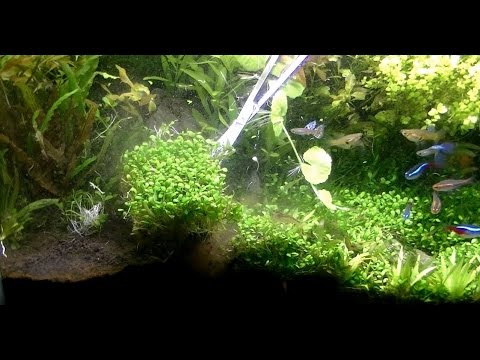 水草植え替え グロッソの絨毯を抜く ヘアーグラスとニューラージパールグラスのために Youtube