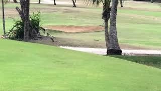 Green Monkeys on Barbados Golf Course