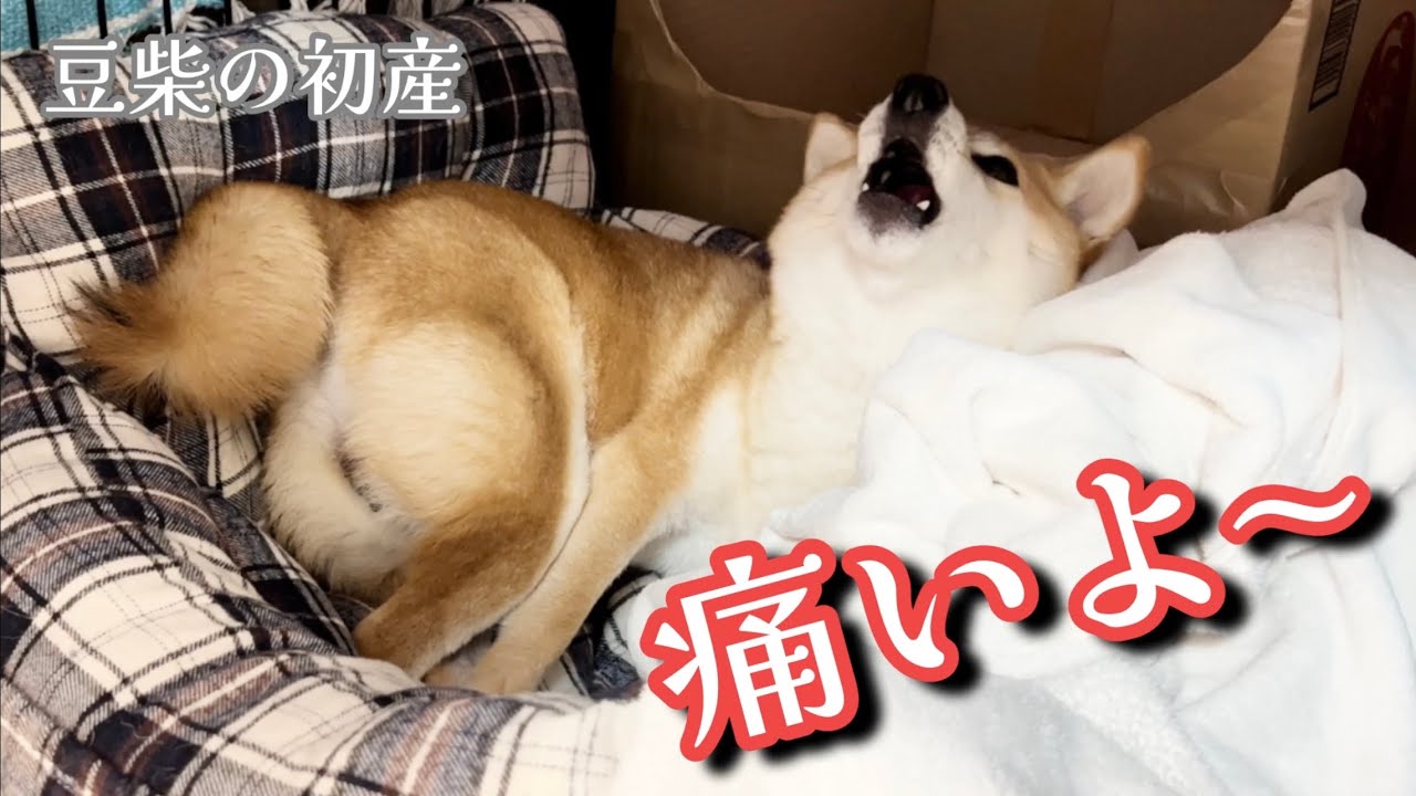 【初産　自宅出産　陣痛ドキュメンタリー】妊娠59日目　豆柴さにらむ　#43