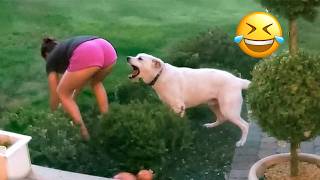 Funniest Animal Videos 2026 😂 Pets Always Find A Way To Surprise Us