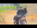 Excellent Young Man l 4k #Part 2 #donkey trick Zone#Boy Playing with his animal