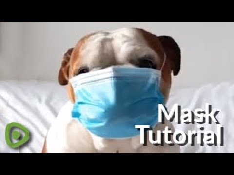 English Bulldog shows us how to properly wear a mask