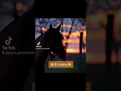 Nombres de caballos hqdefault