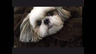 Teddy The Shih Tzu Compilation