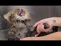 Hilarious angry Cat wants revenge on his groomer | Mayonnaise is back