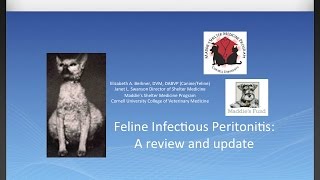 Feline Infectious Peritonitis: A Review and Update - conference recording