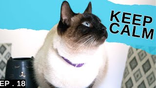 Should your cat wear a calming collar