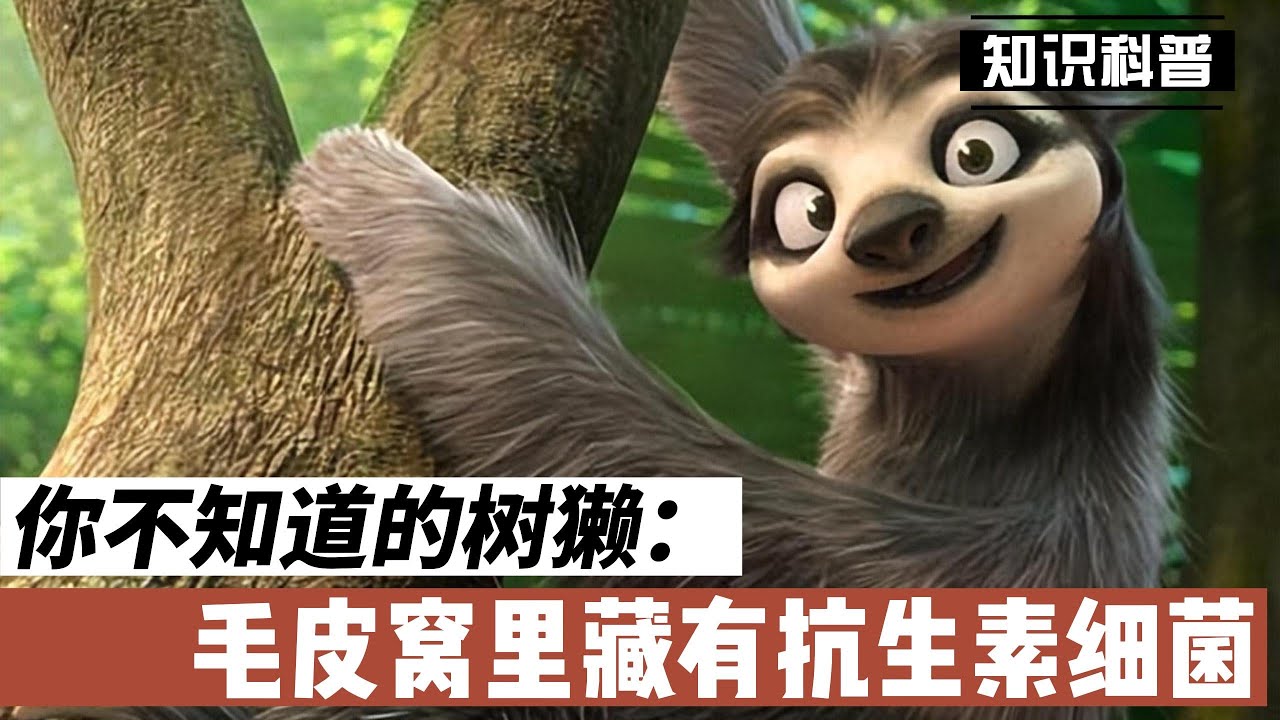 你不知道的树獭:毛皮窝里藏有抗生素细菌【超越思维】 - YouTube