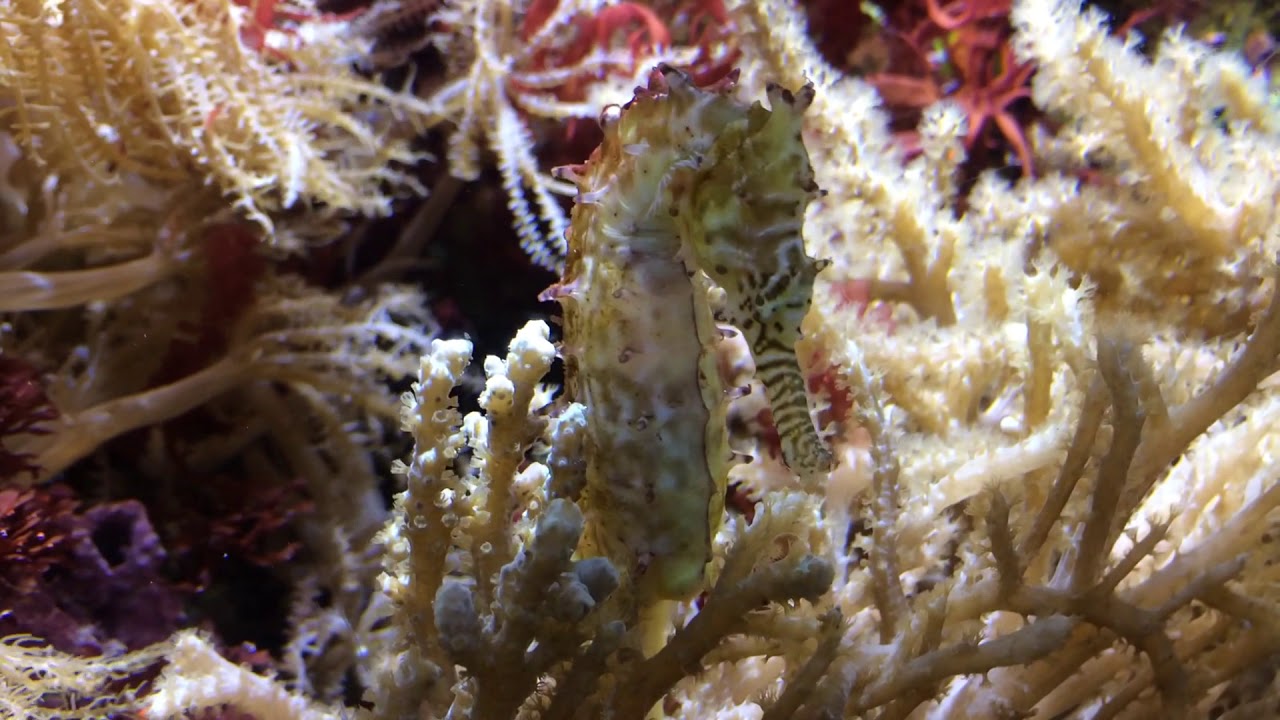 Barbour’s Seahorse