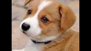 Beyond- zhen de ai ni- puppies version